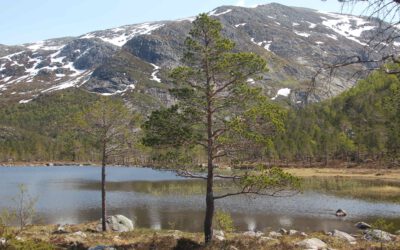 Naturwunder Norwegens: Erkundung der Nationalparks und Naturreservate